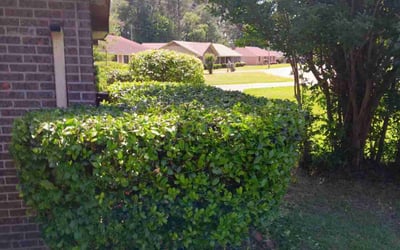 Photo of James J.'s yard after getting landscaping in Jackson, MS