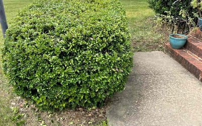 Photo of Michael G.'s yard after getting landscaping in New Kent, VA