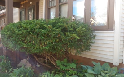 Photo of Tod P.'s yard after getting tree care in Milwaukee, WI