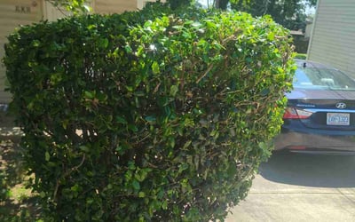 Photo of Michael S.'s yard after getting landscaping in Pineville, NC