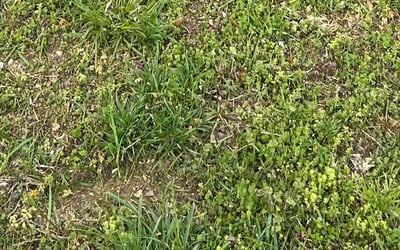 Photo of Josh S.'s yard after getting landscaping in Chattanooga, TN