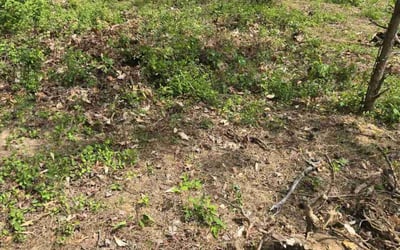 Photo of Andrea C.'s yard after getting landscaping in Upper Marlboro, MD