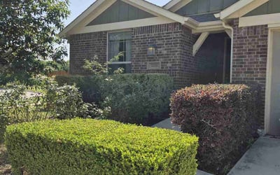 Photo of Jason B.'s yard after getting landscaping in Austin, TX