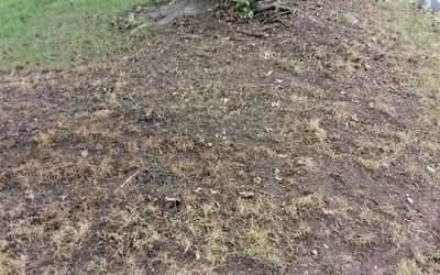 Photo of Megan M.'s yard after getting landscaping in Higginsville, MO