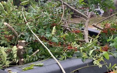 Photo of Aj E.'s yard after getting tree care in Thonotosassa, FL