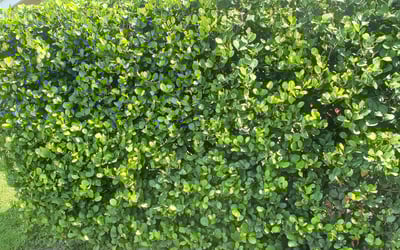 Photo of Charles T.'s yard after getting landscaping in Hallandale, FL