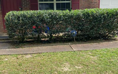 Photo of Summer S.'s yard after getting landscaping in Lamont, FL