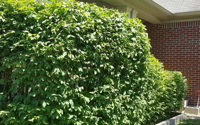 Photo of Adrian F.'s yard after getting landscaping in Nashville, IN