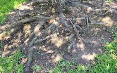 Photo of Adrian A.'s yard after getting landscaping in Richmond, TX
