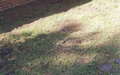Photo of Donna H.'s yard after getting landscaping in Johnson City, TN