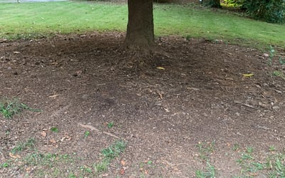 Photo of Chris H.'s yard after getting landscaping in Chester, SC