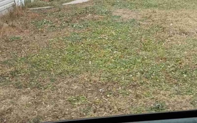 Photo of David R.'s yard after getting landscaping in Belle Plaine, MN