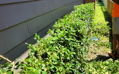 Photo of Pamela M.'s yard after getting landscaping in Cobbs Creek, VA