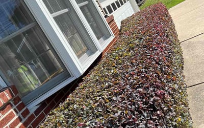 Photo of Traci R.'s yard after getting landscaping in New Windsor, MD