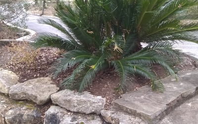 Photo of Jessica M.'s yard after getting landscaping in Mc Neil, TX
