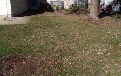 Photo of Zy'Aire K.'s yard after getting tree care in Milwaukee, WI