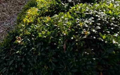 Photo of Alicia R.'s yard after getting landscaping in Anthony, TX