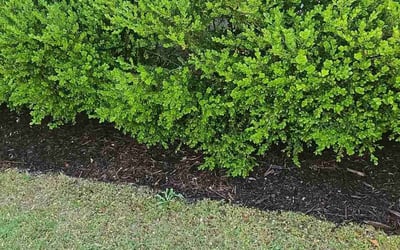Photo of Sreeja R.'s yard after getting landscaping in Allen, TX