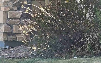 Photo of Sarah H.'s yard after getting landscaping in Colorado Springs, CO