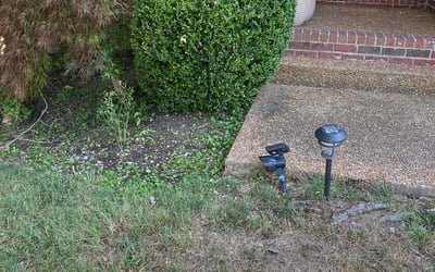 Photo of Pat P.'s yard after getting tree care in Franklin, TN