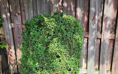 Photo of Mary C.'s yard after getting landscaping in Elgin, SC