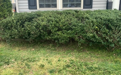 Photo of Paul M.'s yard after getting landscaping in Hadensville, VA