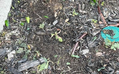 Photo of Pete L.'s yard after getting landscaping in Waxahachie, TX
