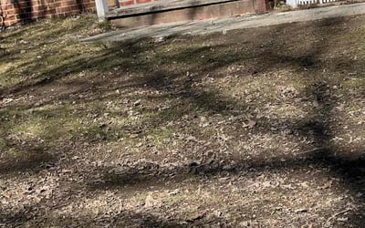 Photo of Arielle D.'s yard after getting landscaping in Brookpark, OH