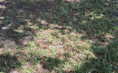 Photo of Dawn H.'s yard after getting landscaping in Clermont, FL