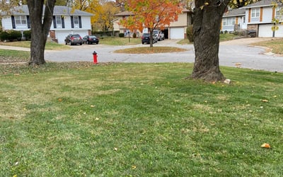 Photo of Stephanie R.'s yard after getting landscaping in Butler, MO