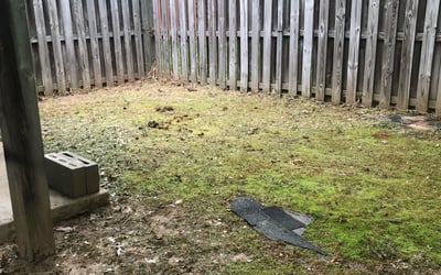 Photo of Isaiah V.'s yard after getting tree care in Greenbelt, MD