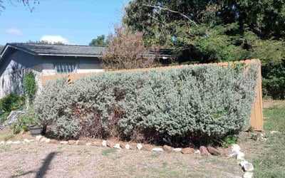 Photo of Mary O.'s yard after getting landscaping in Spring Branch, TX