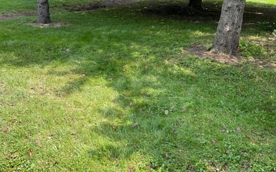 Photo of Madison T.'s yard after getting landscaping in Saint Clair Shores, MI