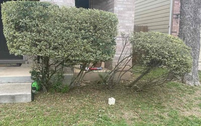 Photo of Julia S.'s yard after getting landscaping in Castroville, TX