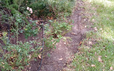 Photo of Daniel A.'s yard after getting landscaping in Sealy, TX