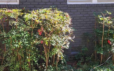 Photo of Linda Y.'s yard after getting tree care in Cornelius, NC