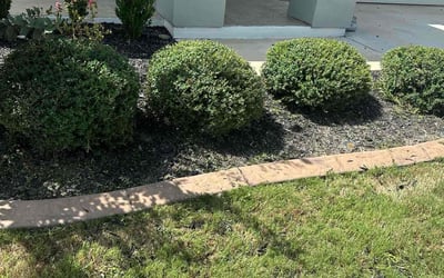 Photo of Brittany K.'s yard after getting tree care in Floresville, TX