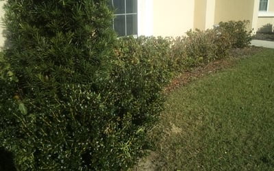 Photo of Helen D.'s yard after getting landscaping in Waverly, FL