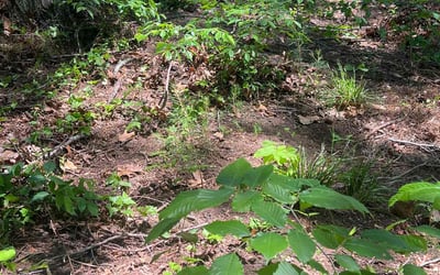 Photo of Andrew L.'s yard after getting landscaping in Cary, NC