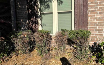 Photo of Stephanie B.'s yard after getting landscaping in Munford, TN