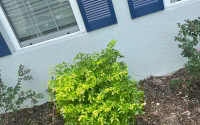 Photo of Jean L.'s yard after getting tree care in Daytona Beach, FL