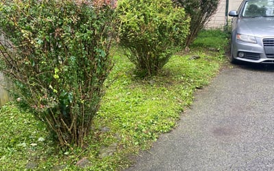 Photo of Napthal S.'s yard after getting landscaping in Victor, NY