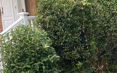 Photo of Karen M.'s yard after getting landscaping in Currituck, NC