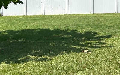 Photo of Mary S.'s yard after getting tree care in Penney Farms, FL