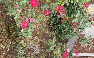 Photo of David L.'s yard after getting landscaping in Mc Neil, TX
