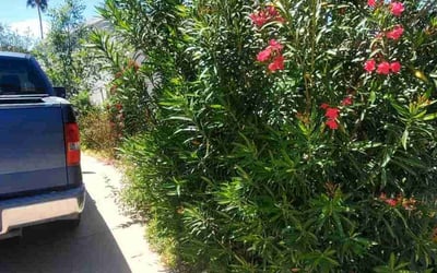Photo of Larry L.'s yard after getting tree care in Phoenix, AZ