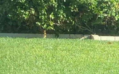 Photo of Ben S.'s yard after getting landscaping in Van Nuys, CA