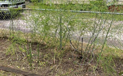 Photo of Charles S.'s yard after getting landscaping in Poplar Branch, NC