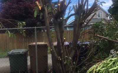 Photo of Patricia N.'s yard after getting landscaping in Sequim, WA