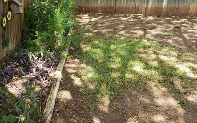 Photo of Roberto G.'s yard after getting landscaping in Adkins, TX